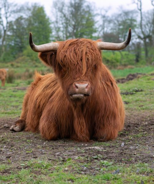 amit-lahav-QjLPLZsSl4I-unsplash