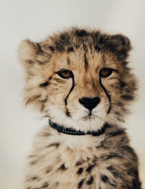 cara-fuller-QF38t6obcnk-unsplash