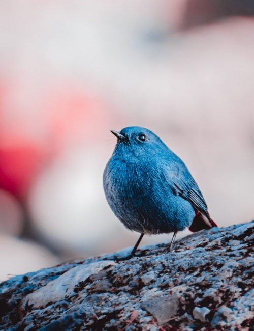 deepak-nautiyal-KN-tHM5ulF8-unsplash