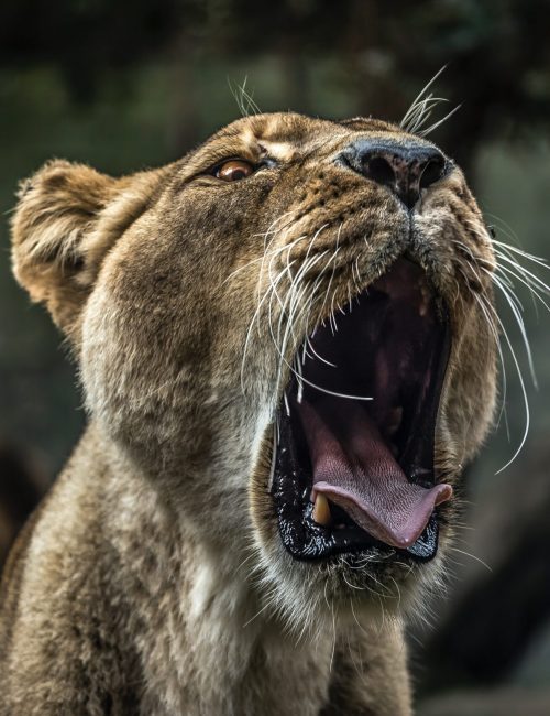 samuel-scrimshaw-KeUKM5N-e_g-unsplash